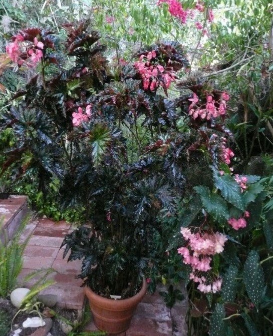 B. ‘Jean Amerman’